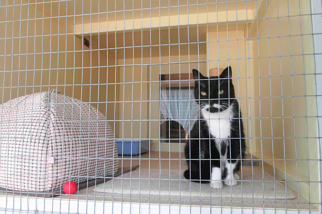 Cat in Individual Cat Room