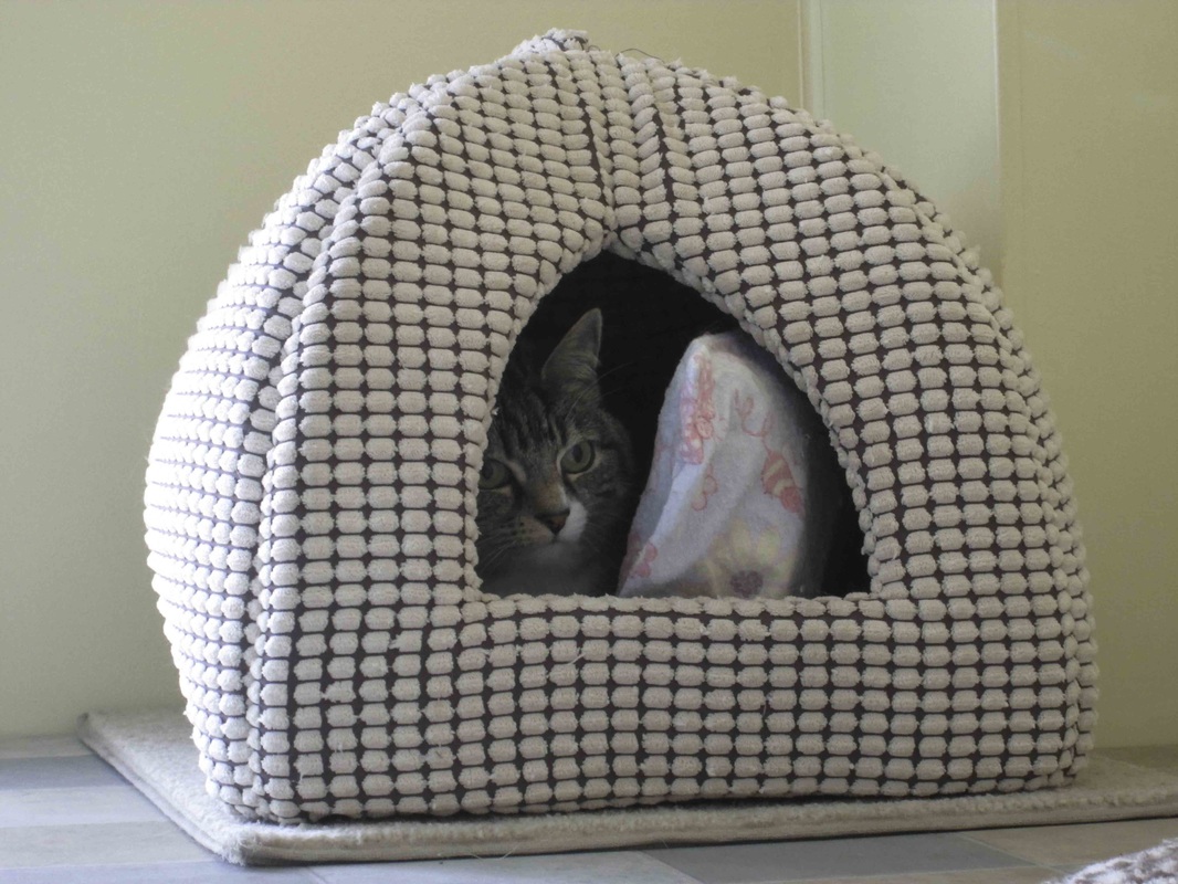 Cat in Cosy House