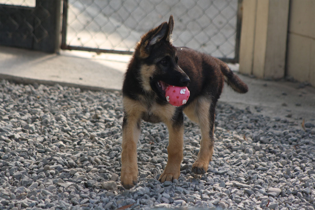 Puppy Playing with Ball
