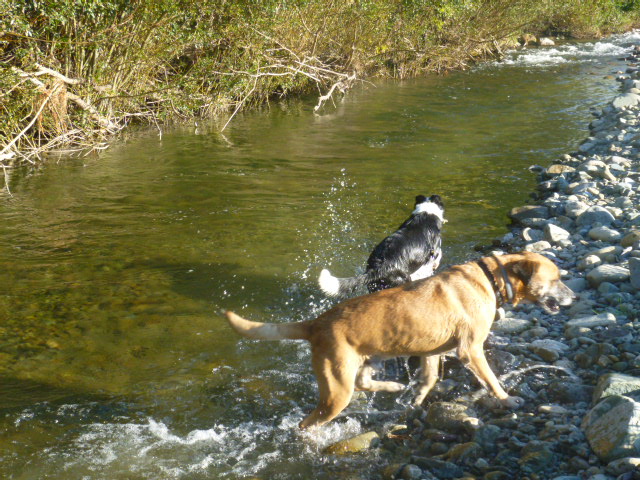 Dogs play in the river